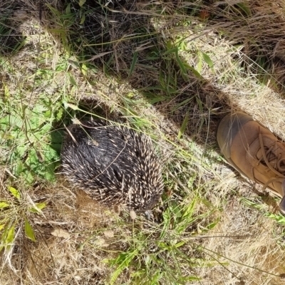 Tachyglossus aculeatus (Short-beaked Echidna) at Apex Park (The Pines) - 17 Nov 2021 by AlburyCityEnviros