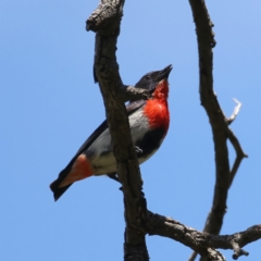 Dicaeum hirundinaceum (Mistletoebird) at Mount Ainslie - 17 Nov 2021 by jbromilow50