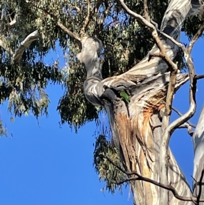 Trichoglossus moluccanus (Rainbow Lorikeet) at Hackett, ACT - 17 Nov 2021 by cmobbs