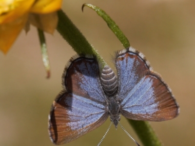 Acrodipsas myrmecophila (Small Ant-blue Butterfly) at Jerrabomberra, ACT - 11 Nov 2021 by RAllen