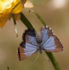 Acrodipsas myrmecophila (Small Ant-blue Butterfly) at Jerrabomberra, ACT - 11 Nov 2021 by RAllen