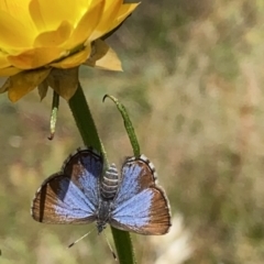 Acrodipsas myrmecophila at suppressed - suppressed