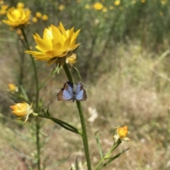 Acrodipsas myrmecophila at suppressed - suppressed