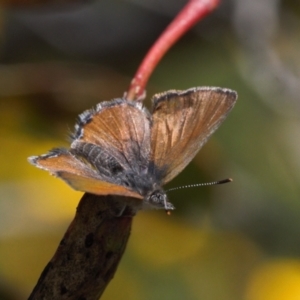 Acrodipsas myrmecophila at suppressed - suppressed