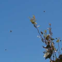 Acrodipsas myrmecophila at suppressed - suppressed