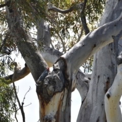 Callocephalon fimbriatum (Gang-gang Cockatoo) at Dairymans Plains, NSW - 17 Nov 2021 by MichaelMulvaney