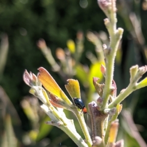 Adoxia benallae at Amaroo, ACT - suppressed