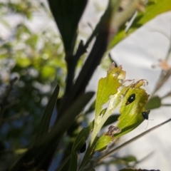 Adoxia benallae at Amaroo, ACT - suppressed