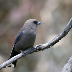 Artamus cyanopterus cyanopterus (Dusky Woodswallow) at Mount Ainslie - 17 Nov 2021 by jb2602