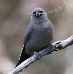 Artamus cyanopterus at Pialligo, ACT - 17 Nov 2021