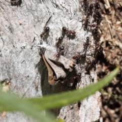 Acrodipsas myrmecophila (Small Ant-blue Butterfly) at Jerrabomberra, ACT - 17 Nov 2021 by RAllen
