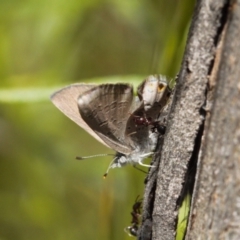 Acrodipsas myrmecophila at suppressed - suppressed