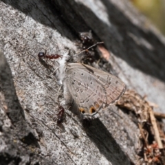 Acrodipsas myrmecophila at suppressed - suppressed