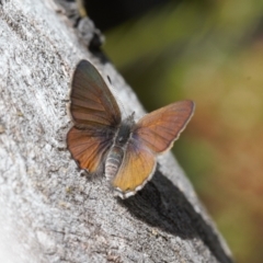 Acrodipsas myrmecophila at suppressed - suppressed