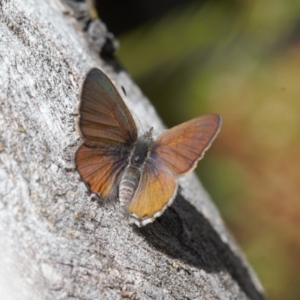 Acrodipsas myrmecophila at suppressed - 17 Nov 2021