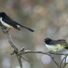 Rhipidura leucophrys (Willie Wagtail) at Pialligo, ACT - 17 Nov 2021 by jb2602