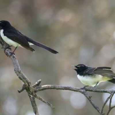 Rhipidura leucophrys (Willie Wagtail) at Pialligo, ACT - 17 Nov 2021 by jb2602