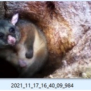 Trichosurus vulpecula at Dairymans Plains, NSW - 17 Nov 2021