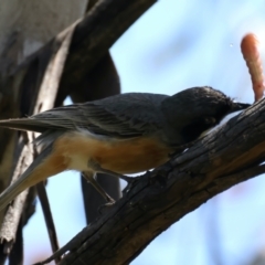 Pachycephala rufiventris (Rufous Whistler) at Pialligo, ACT - 17 Nov 2021 by jb2602