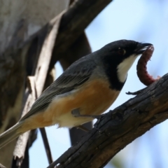 Pachycephala rufiventris at Pialligo, ACT - 17 Nov 2021