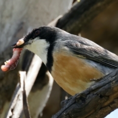 Pachycephala rufiventris at Pialligo, ACT - 17 Nov 2021