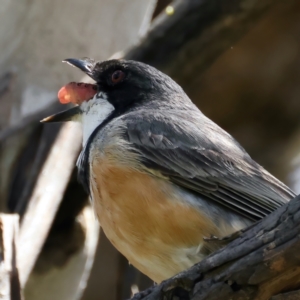 Pachycephala rufiventris at Pialligo, ACT - 17 Nov 2021