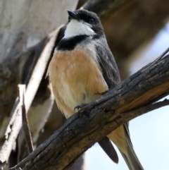 Pachycephala rufiventris at Pialligo, ACT - 17 Nov 2021