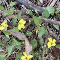 Goodenia hederacea (Ivy Goodenia) at Crace, ACT - 18 Nov 2021 by Jenny54