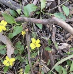 Goodenia hederacea at Crace, ACT - 18 Nov 2021