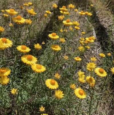 Xerochrysum viscosum (Sticky Everlasting) at Crace, ACT - 18 Nov 2021 by Jenny54