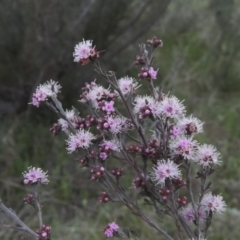 Kunzea parvifolia (Violet Kunzea) at Rob Roy Range - 11 Oct 2021 by michaelb