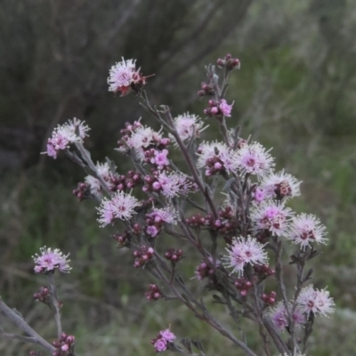 Kunzea parvifolia (Violet Kunzea) at Conder, ACT - 11 Oct 2021 by michaelb