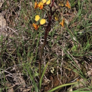 Diuris semilunulata at Bredbo, NSW - suppressed