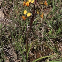 Diuris semilunulata (Late Leopard Orchid) at Bredbo, NSW - 16 Nov 2021 by AndyRoo