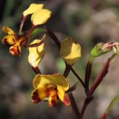 Diuris semilunulata at Bredbo, NSW - 16 Nov 2021