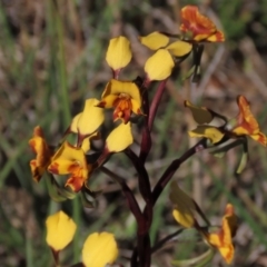 Diuris semilunulata at Bredbo, NSW - suppressed