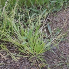 Poa annua (Winter Grass, Annual Poa) at Paddys River, ACT - 20 Oct 2021 by michaelb