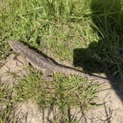 Pogona barbata (Eastern Bearded Dragon) at Gungahlin Pond - 17 Nov 2021 by davorowe