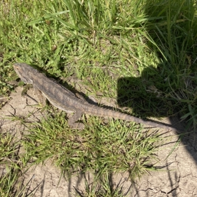 Pogona barbata (Eastern Bearded Dragon) at Nicholls, ACT - 17 Nov 2021 by davorowe