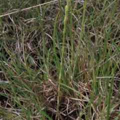 Hymenochilus bicolor (ACT) = Pterostylis bicolor (NSW) (Black-tip Greenhood) at Bredbo, NSW - 16 Nov 2021 by AndyRoo