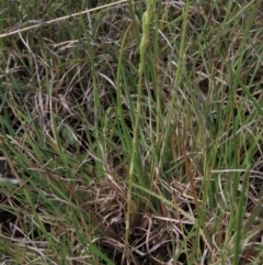 Hymenochilus bicolor (Black-tip Greenhood) at Bredbo, NSW - 16 Nov 2021 by AndyRoo