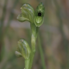 Hymenochilus bicolor at Bredbo, NSW - 16 Nov 2021