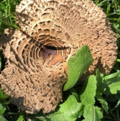 Chlorophyllum sp. at Hughes Garran Woodland - 17 Nov 2021 by ruthkerruish