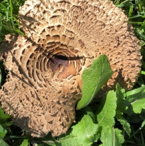 Chlorophyllum sp. at Hughes, ACT - 18 Nov 2021