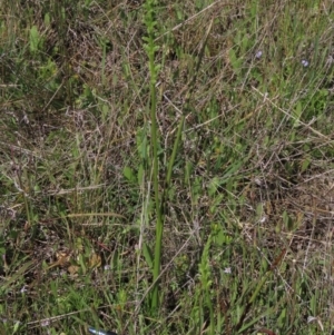 Microtis unifolia at Bredbo, NSW - 16 Nov 2021