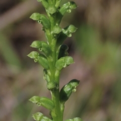 Microtis unifolia at Bredbo, NSW - 16 Nov 2021