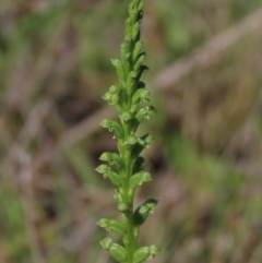 Microtis unifolia at Bredbo, NSW - 16 Nov 2021