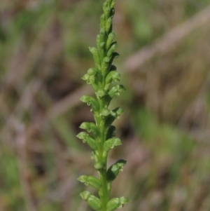 Microtis unifolia at Bredbo, NSW - 16 Nov 2021