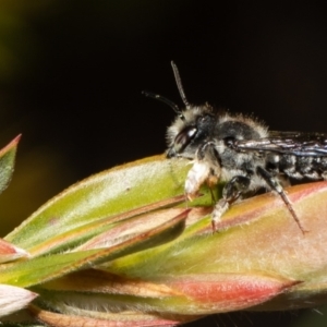 Megachile ferox at Macgregor, ACT - 18 Nov 2021