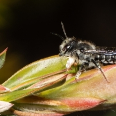 Megachile ferox (Resin bee) at Macgregor, ACT - 18 Nov 2021 by Roger